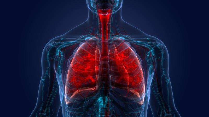 A graphic showing the lungs within the human body, with the lungs highlighted in red. 