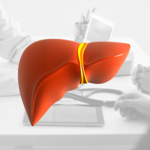 An image of a liver with a background image of a clinician talking with a patient.
